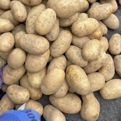 Картопля сорту Королева Анна 2 репродукція