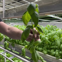 Продаж дуже смачного базіліка  приємний аромат  купуйте