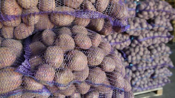 Продам Борщовий набір оптом  Капуста Цибуля Морква Буряк Картопля  Київ