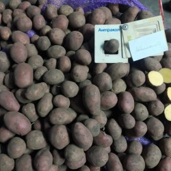 Картопля товарна  Картопля насіннєва 