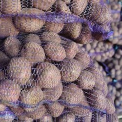 Продам Борщовий набір оптом  Капуста Цибуля Морква Буряк Картопля  Київ