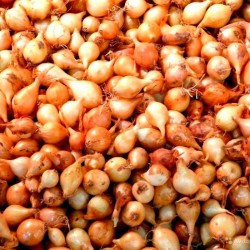 лук севок арпажик тыканка цибуля 