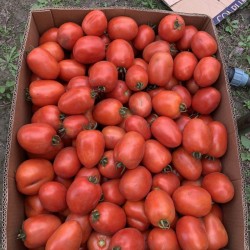 Продам помідор польовий для консервування та соління від виробника 
