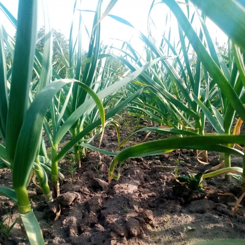 Продам Часник  Сорт Любаша  посадковий  Зубок  Однозубка  Оптом або в роздріб  Волинська обл 