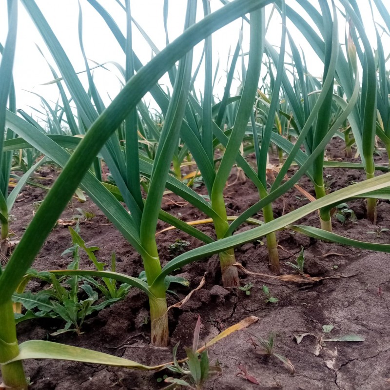 Продам Часник  Сорт Любаша  посадковий  Зубок  Однозубка  Оптом або в роздріб  Волинська обл 