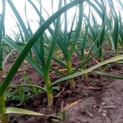 Продам товарний часник  сорт Любаша  Оптом або в роздріб  Волинська обл 