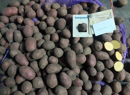 Картопля насіннєва  Картопля товарна 